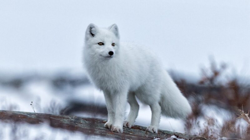 Arctic Fox