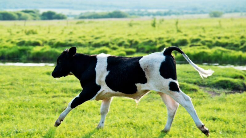 Are Cows Faster Than Humans