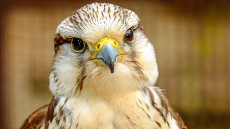 Are Falcons Good Pets