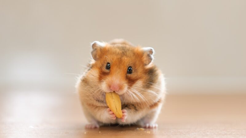 Are Hamsters a Good Pet