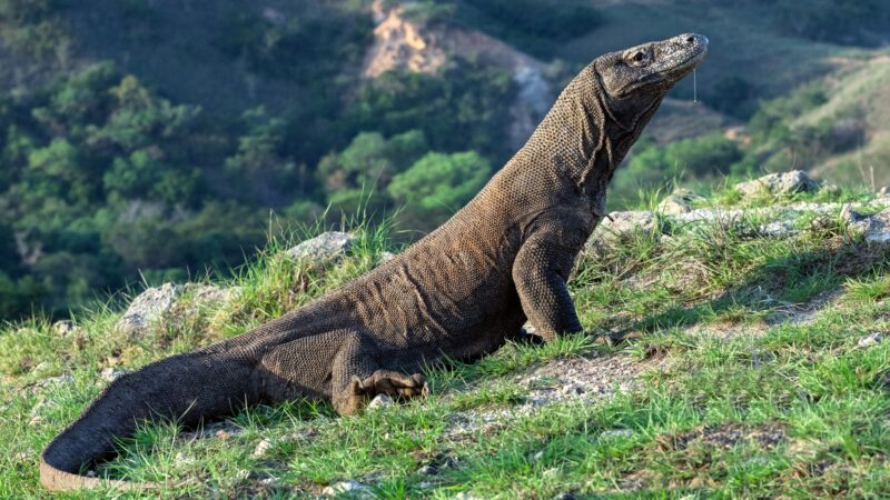 Are Komodo Dragons an Endangered Species