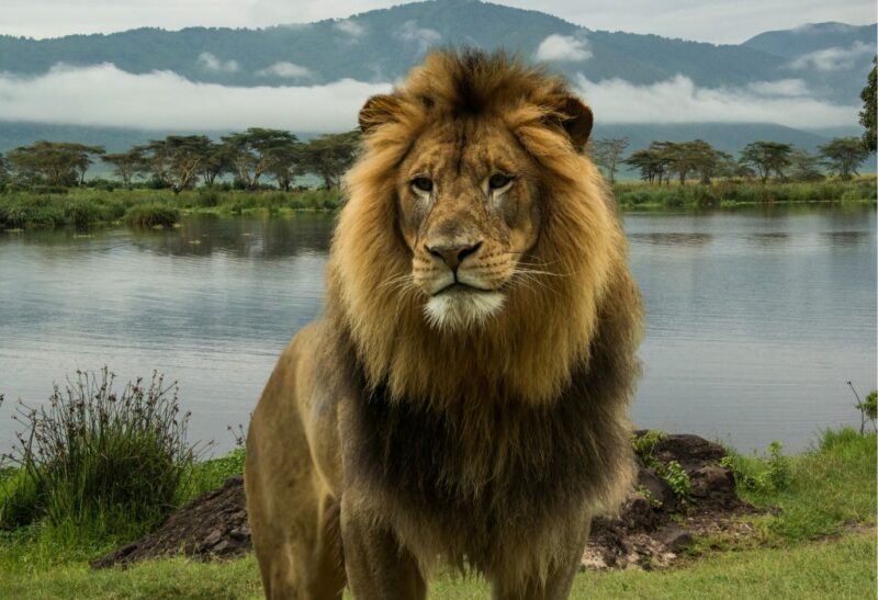 Awesome Lion Name Ideas