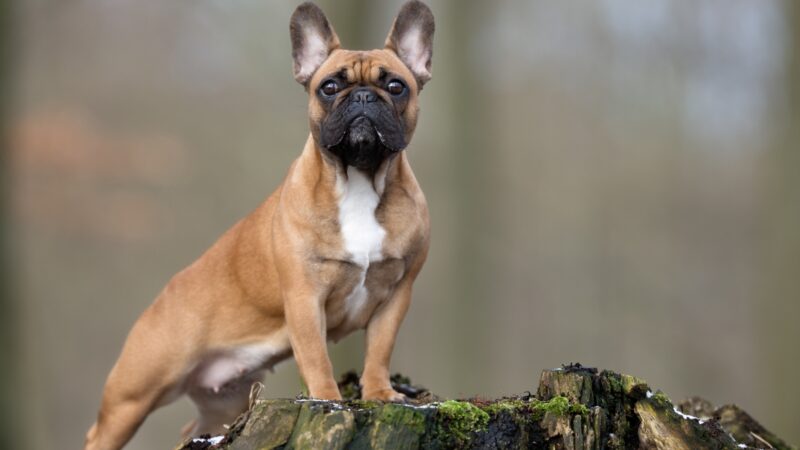 Badass French Bulldog Names