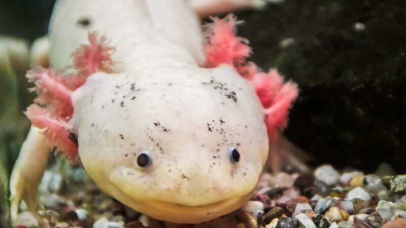 Best Axolotl Names