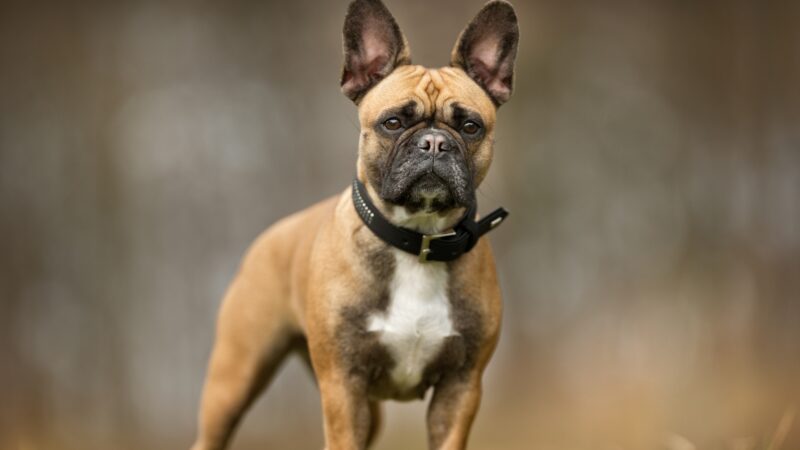 Best French Bulldog Names