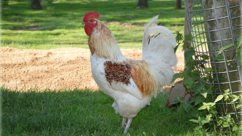 Best Names for Chickens