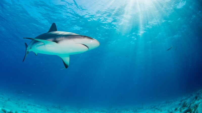 Best Shark Names Cute And Funny EXOtella