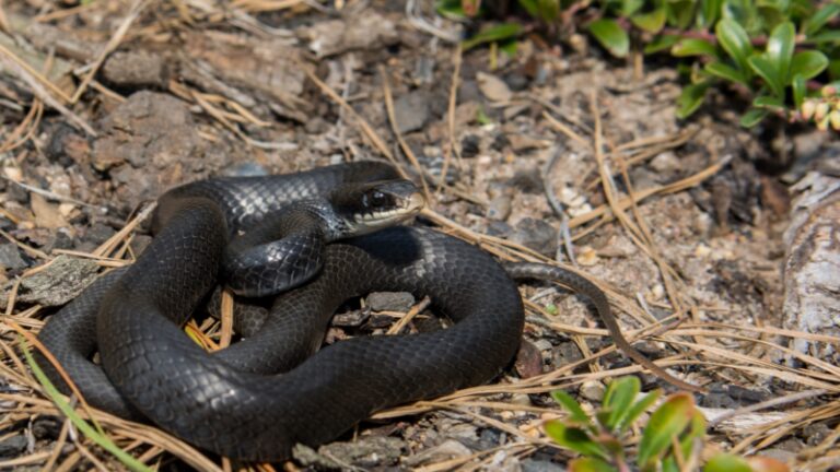 Exotella 9 Snakes That Look Like Copperheads | Venomous and Non-Venomous Species ...