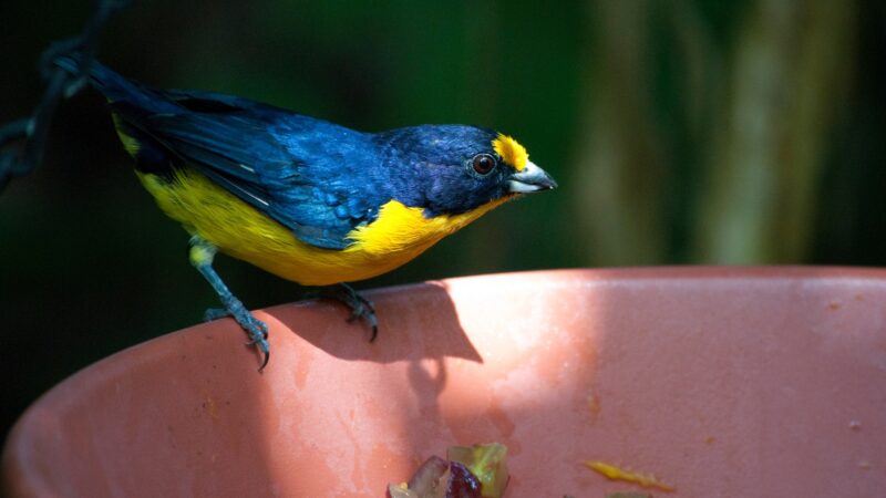 Blue and Yellow Bird Names
