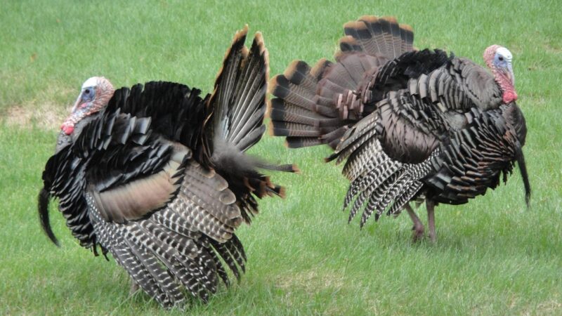 Can Domestic Turkeys Fly