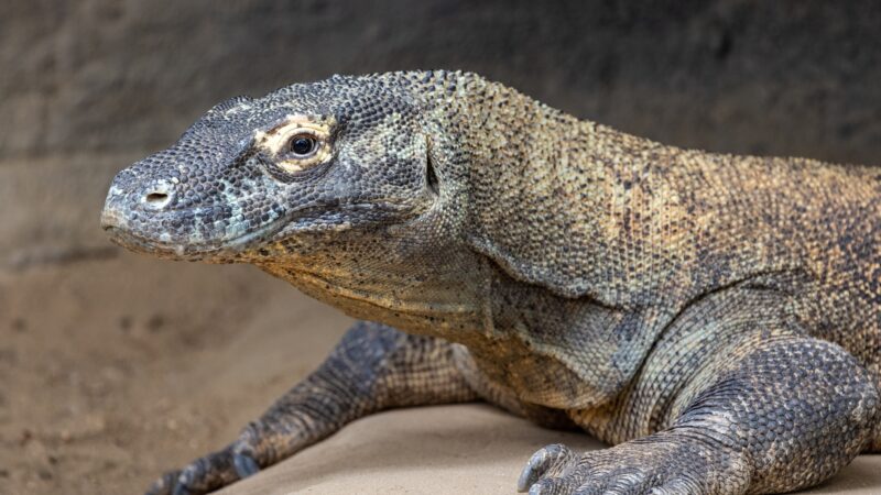 Can Humans Eat Komodo Dragon Meat