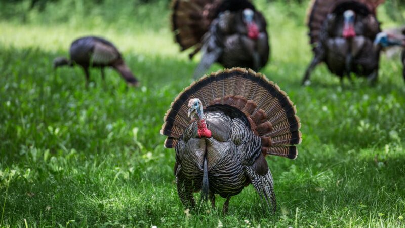 Can Male Turkeys Fly