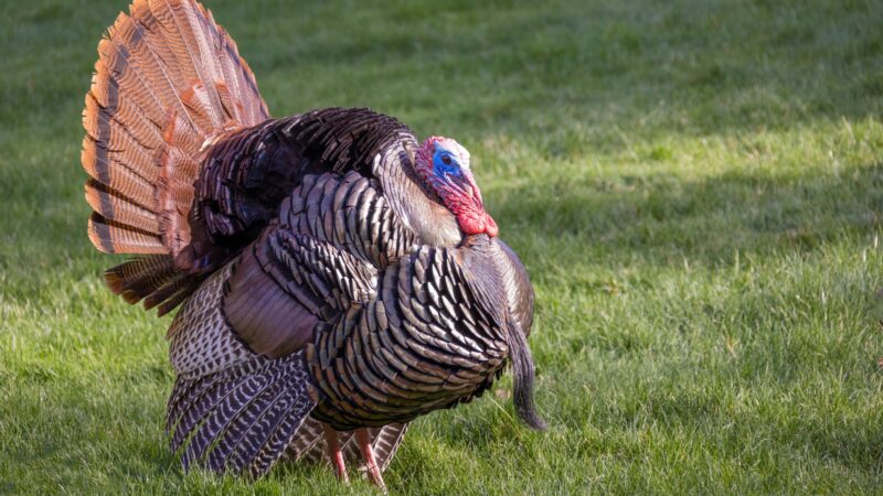 Can Turkeys Fly up into Trees