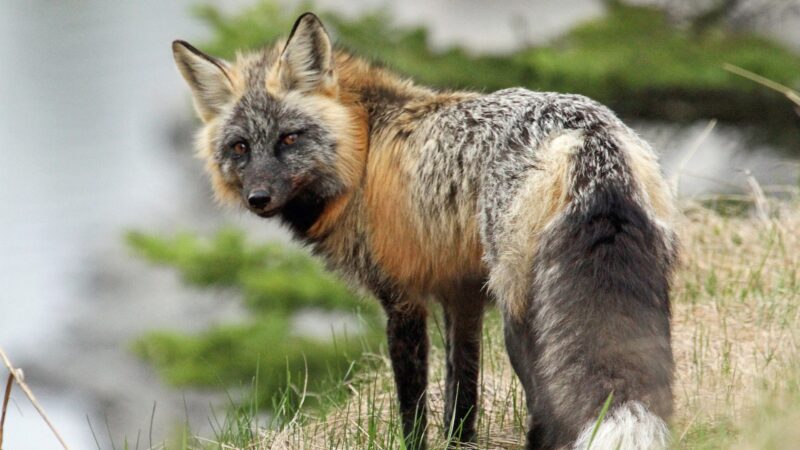 Characteristics of a Gray Fox