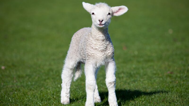 Characteristics of a Lamb