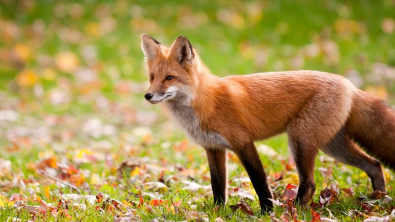 Characteristics of a Red Fox
