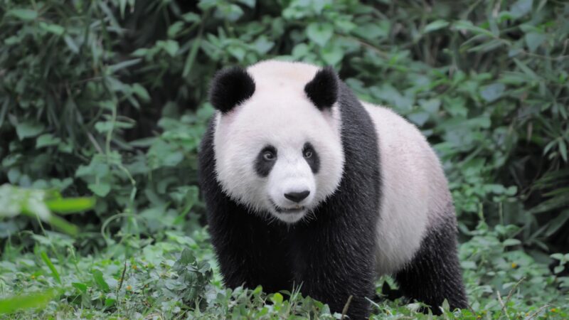Chinese Names for Female Pandas