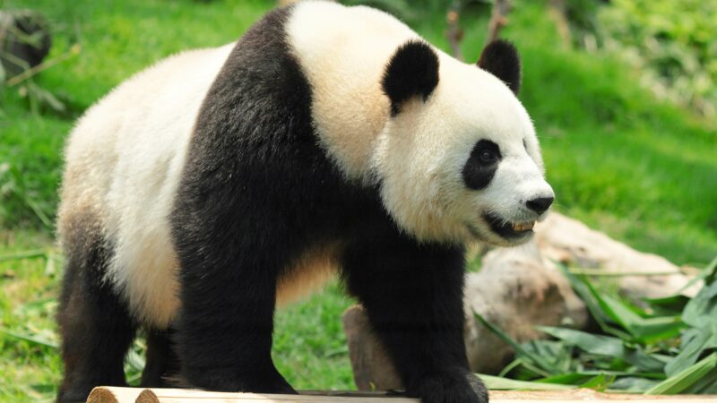 Common Names for a Giant Panda