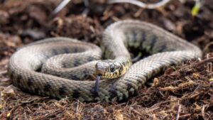 Exotella 9 Snakes That Look Like Copperheads | Venomous and Non-Venomous Species ...