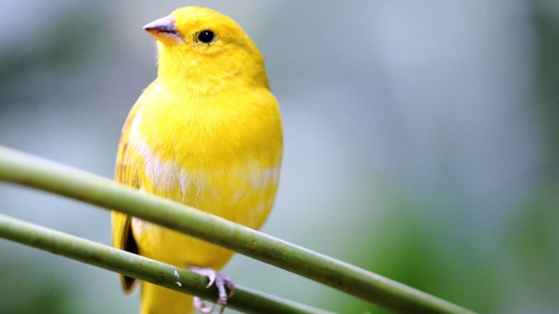 Cool Yellow Bird Names
