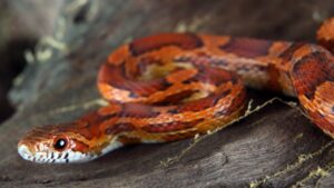Exotella 9 Snakes That Look Like Copperheads | Venomous and Non-Venomous Species ...