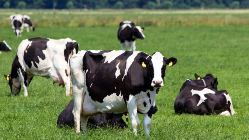 Cow Behavior