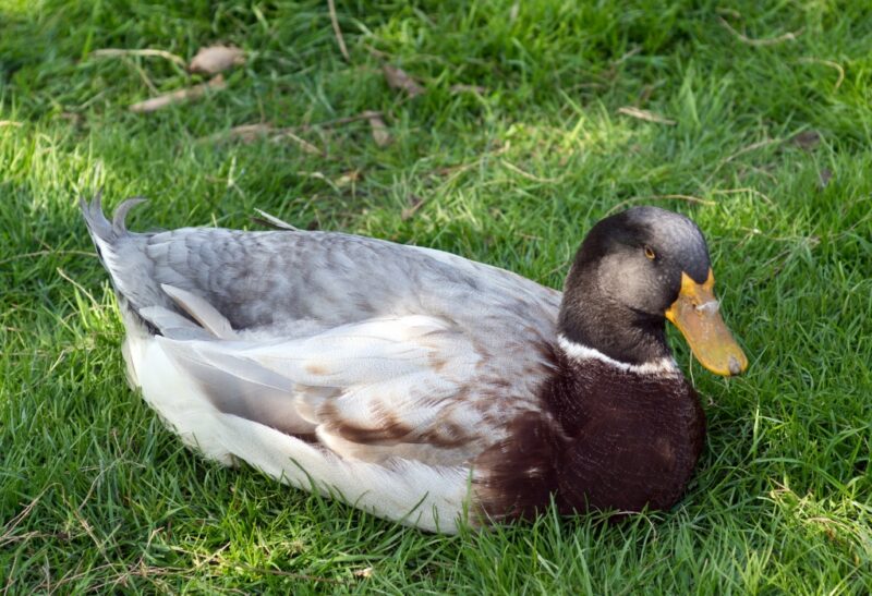 Cute And Funny Duck Names