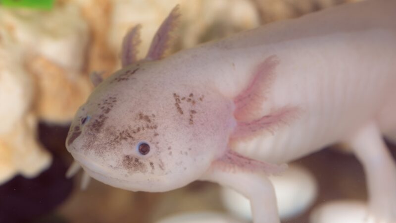 Cute Axolotl Names
