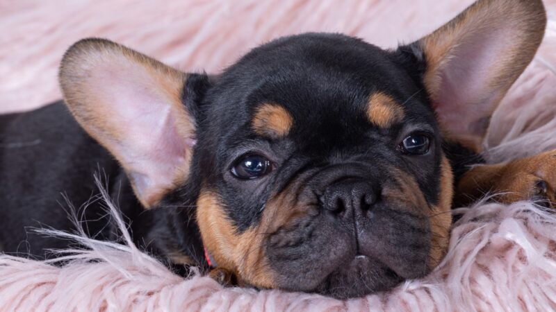 Cute French Bulldog Names