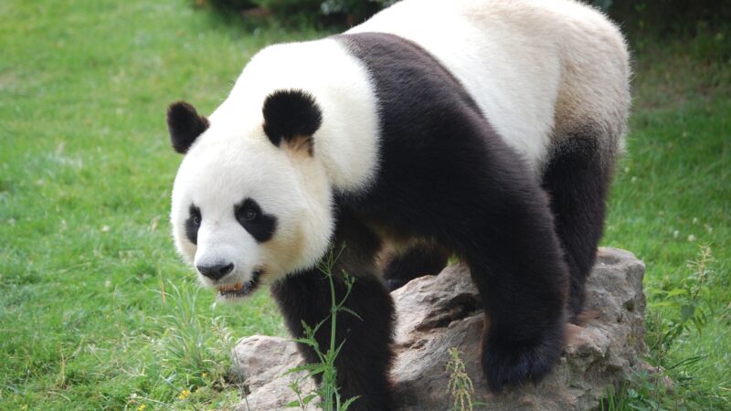 Cute Names for a Male Panda