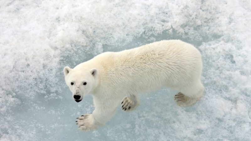 Cute Polar Bear Names