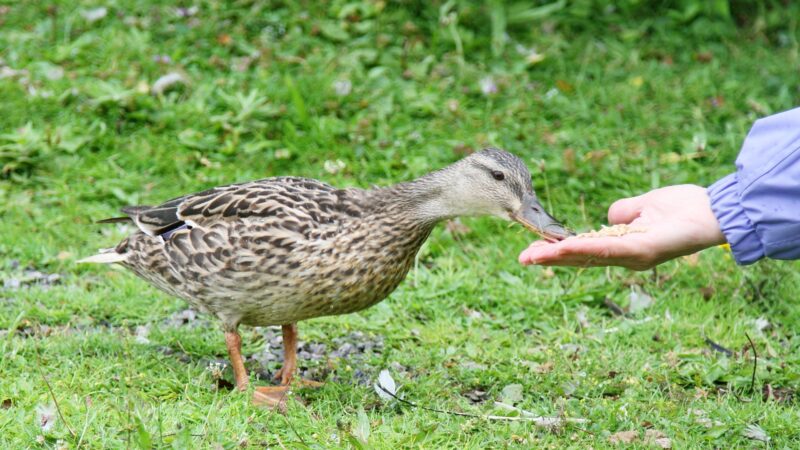 Do Ducks Make Good Pets