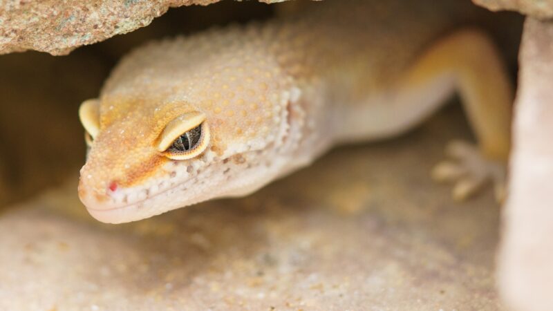 Do Geckos Make Good Pets