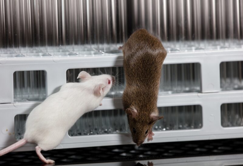 Do Mice Have Bones All You Need To Know EXOtella