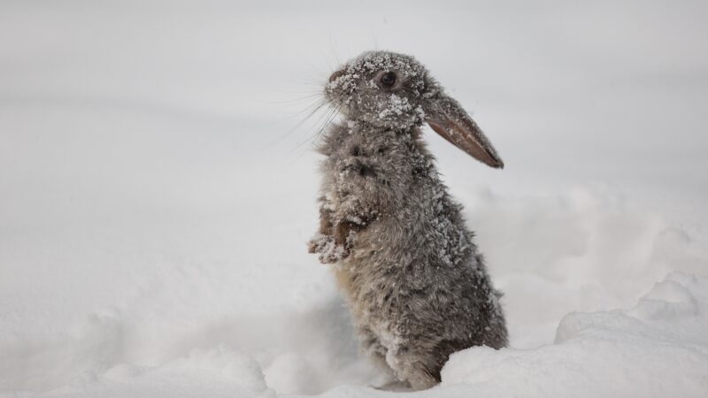 Do Rabbits Hibernate in the Winter