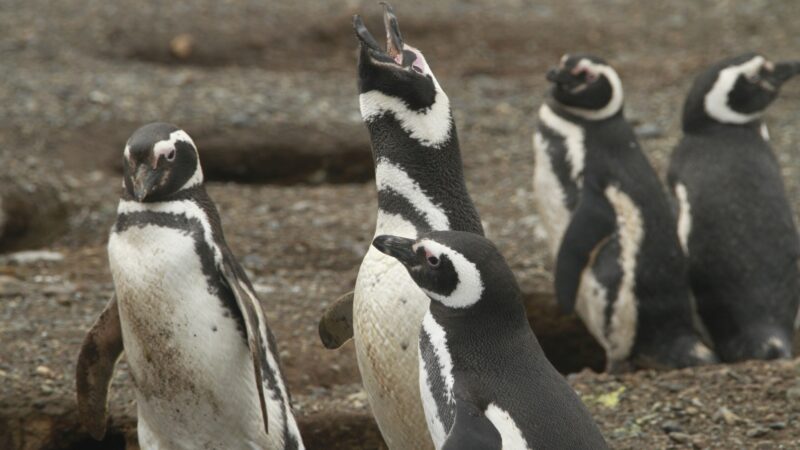 Do Young Penguins Have Teeth