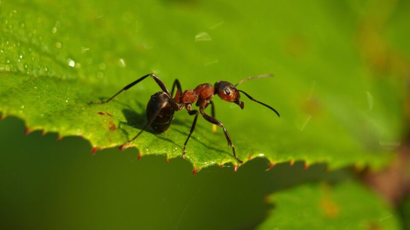 Does Size Play a Big Role in Ant Strength
