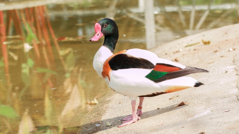 Duck Names by Color