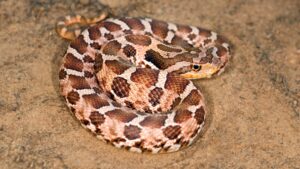 Exotella 9 Snakes That Look Like Copperheads | Venomous and Non-Venomous Species ...