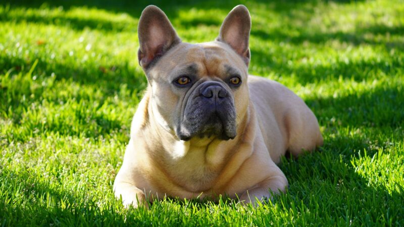 Exotic French Bulldog Names