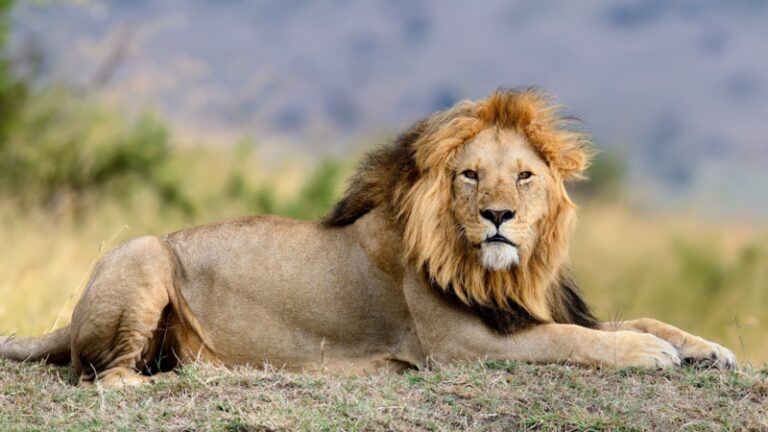 Awesome Lion Name Ideas | Cute and Famous - EXOtella