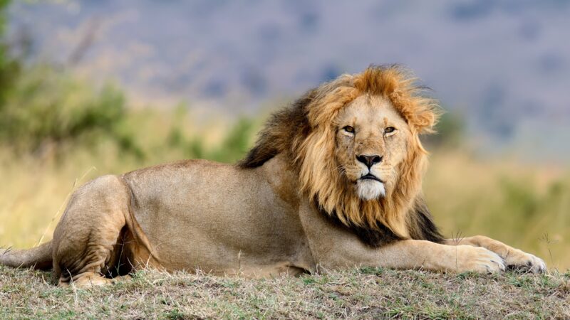 Lion Name Ideas