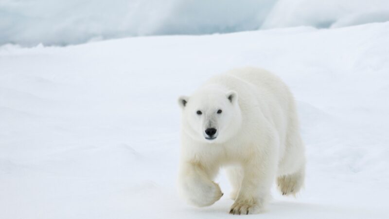 Famous Polar Bear Names