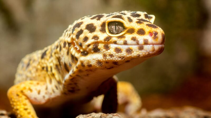 Fancy Leopard Gecko Names