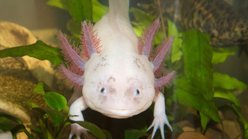 Female Axolotl Names