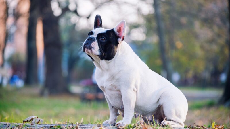 Female French Bulldog Names