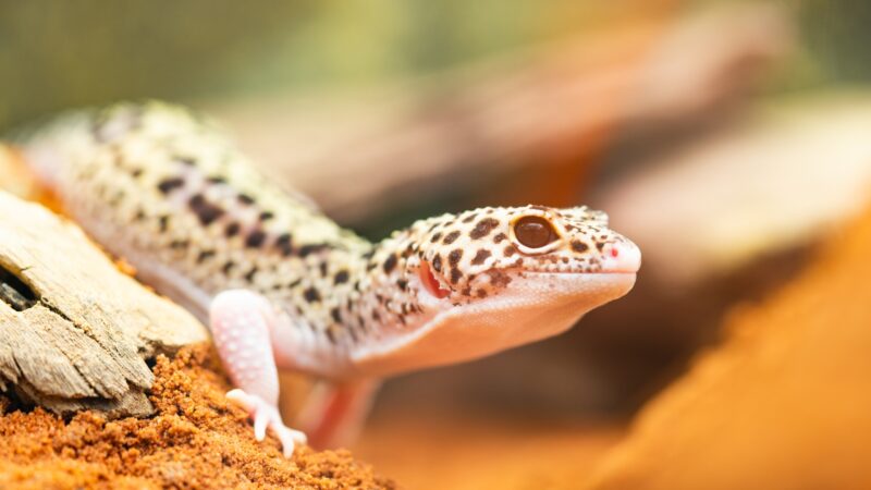 Female Gecko Names