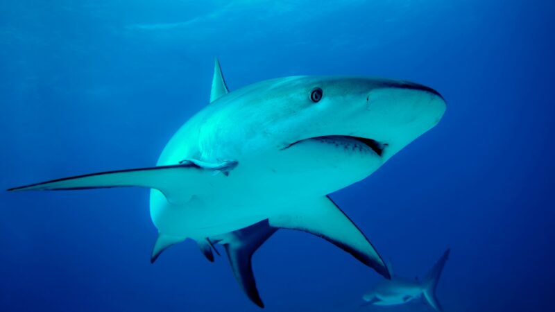Best Shark Names Cute And Funny EXOtella