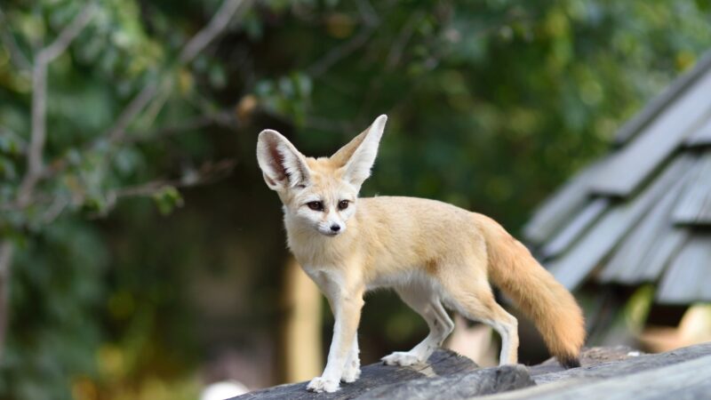 Fennec Fox Names