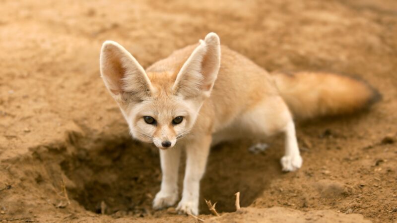 Fennec Fox